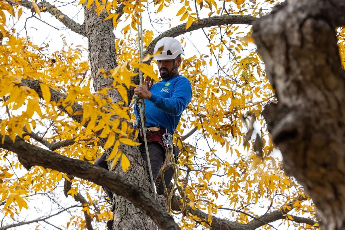 Skilled Storm Damage Cleanup crew working in Clay