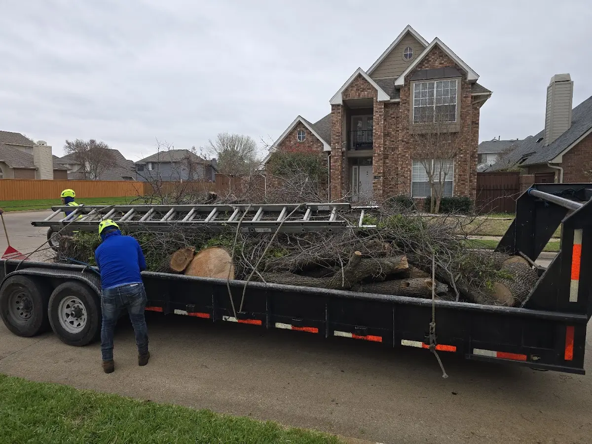 Expert Tree Fertilization with proper safety equipment in Clay
